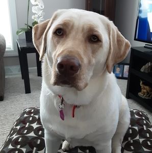 Meet your Posher, Steve